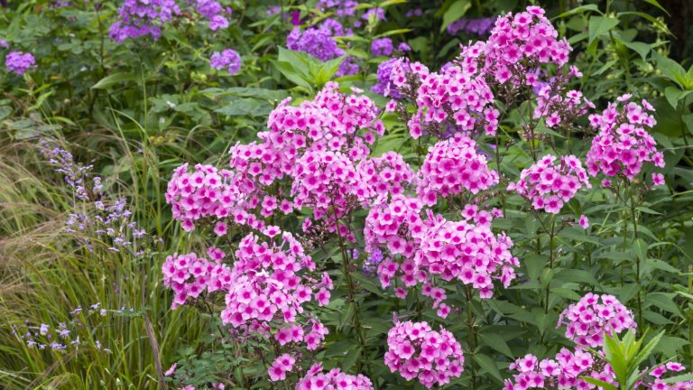 Comment cultiver le phlox dans les pots – conseils d’experts pour une plante de patio spectaculaire qui éclatera avec la couleur en été How to divide phlox