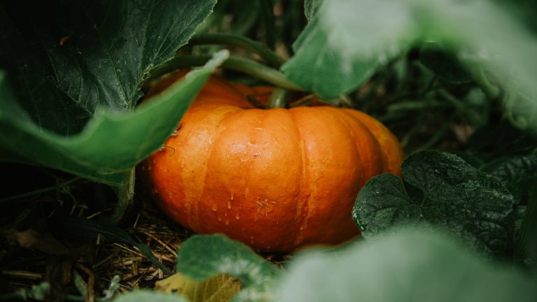 Ne paniquez pas si vous apercevez les feuilles de citrouille de devenir blanches – cela nous arrive tous, voici les meilleures façons de lutter contre le problème An orange pumpkin in fall surrounded by green leaves