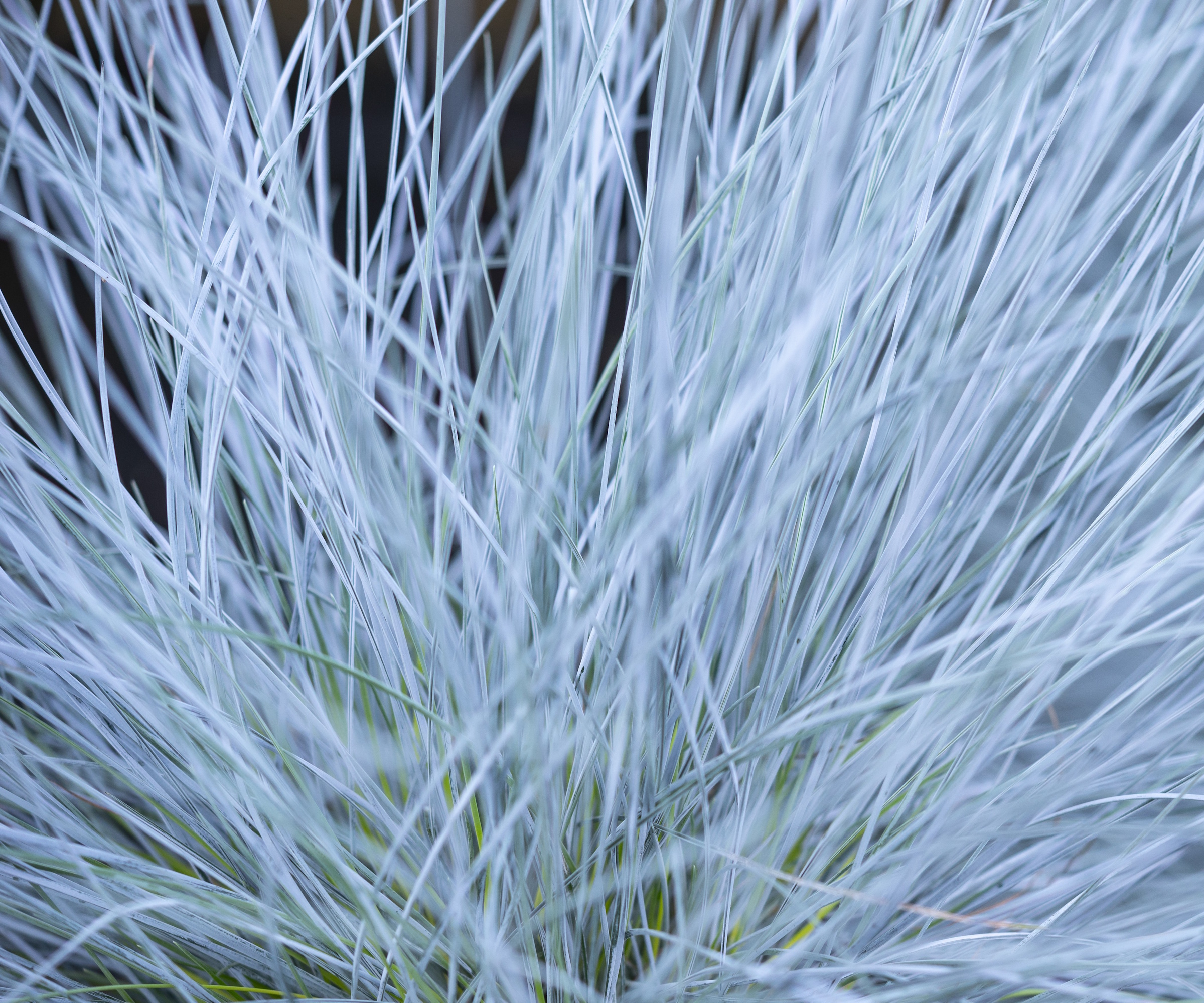 Herbe de fétuque bleue