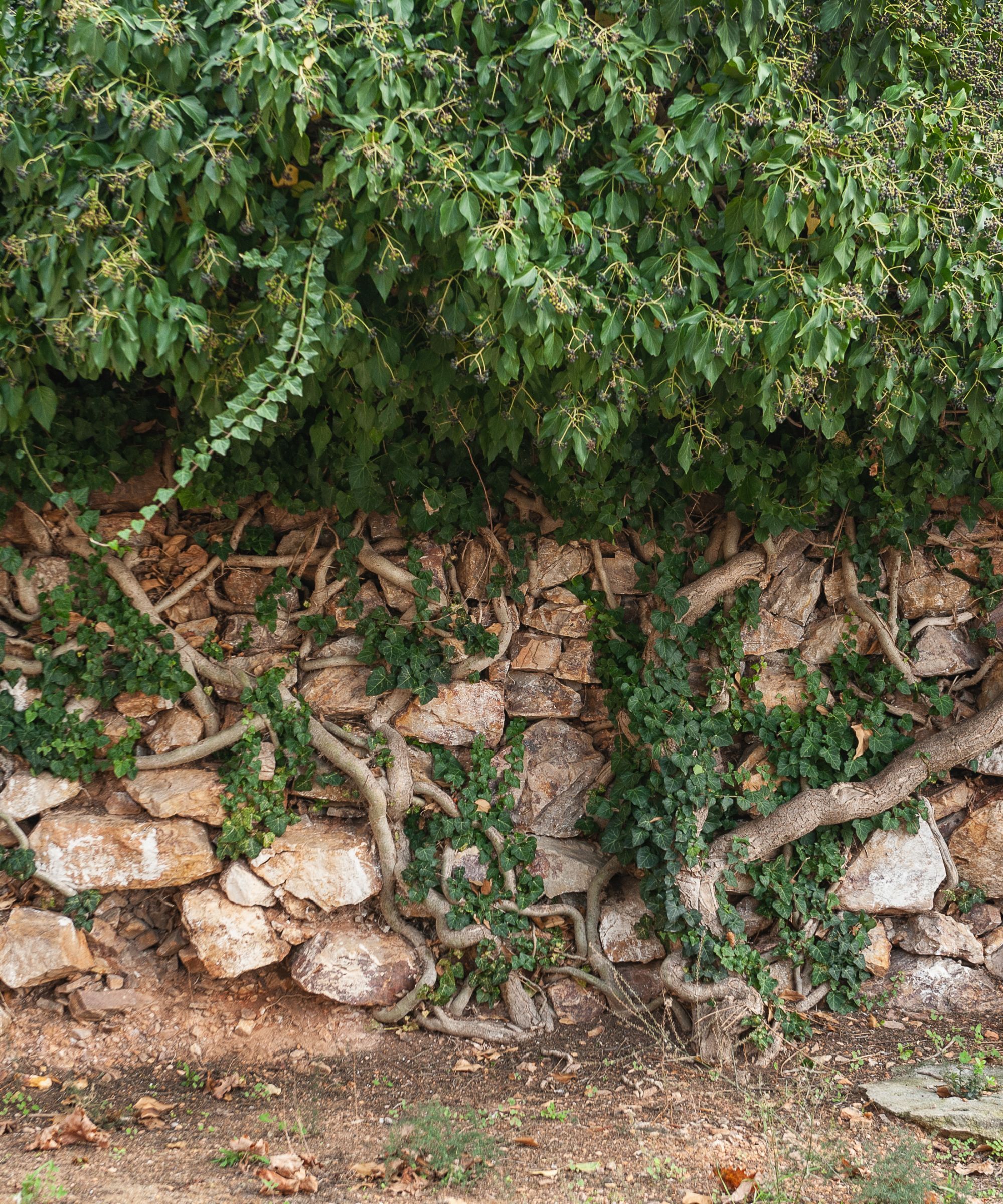 Une plante poussant à travers un mur