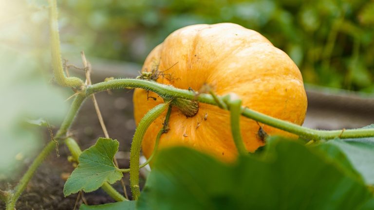 Pumpkin cradle