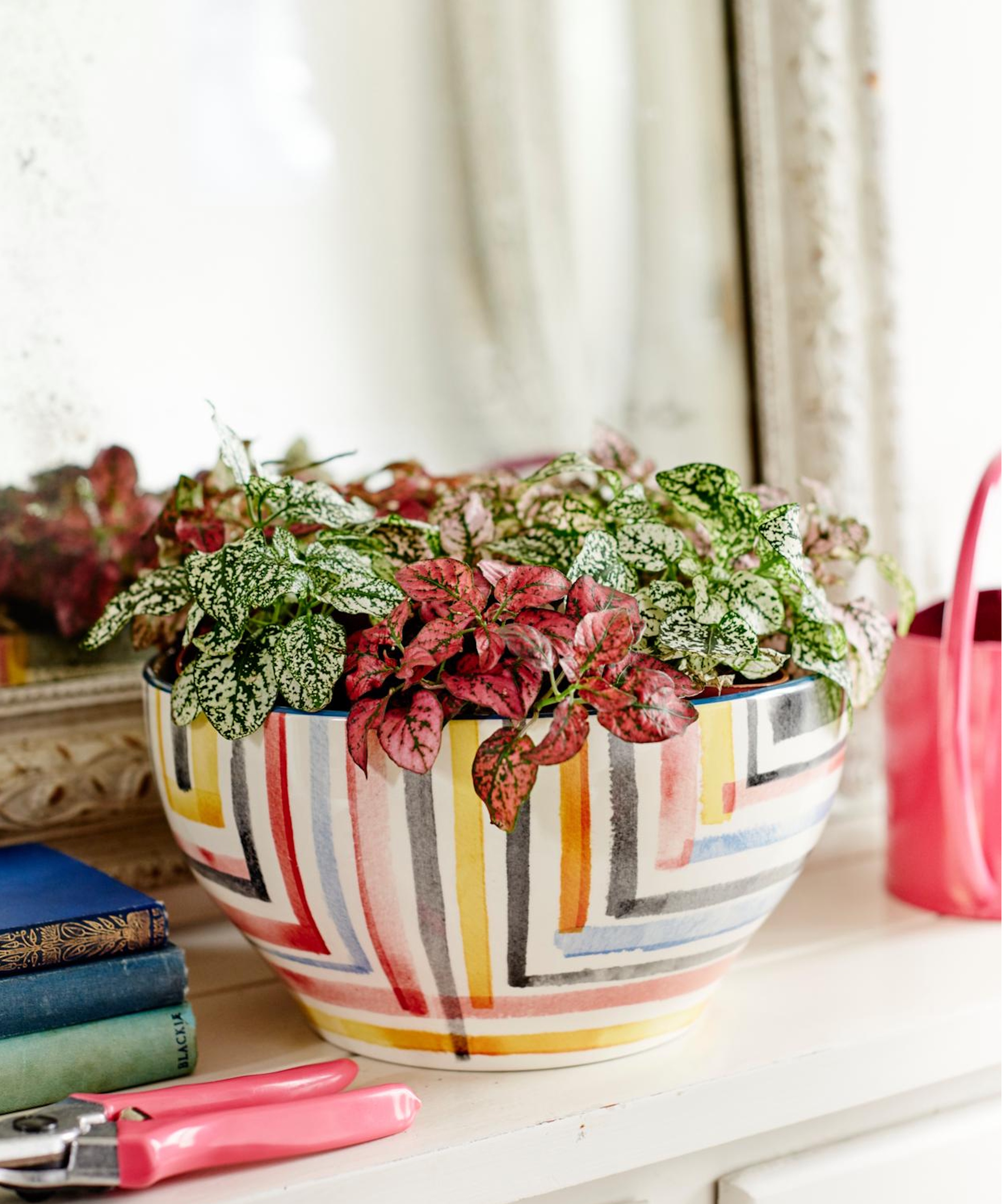 Pot de plante d'intérieur rayée avec Fittonias