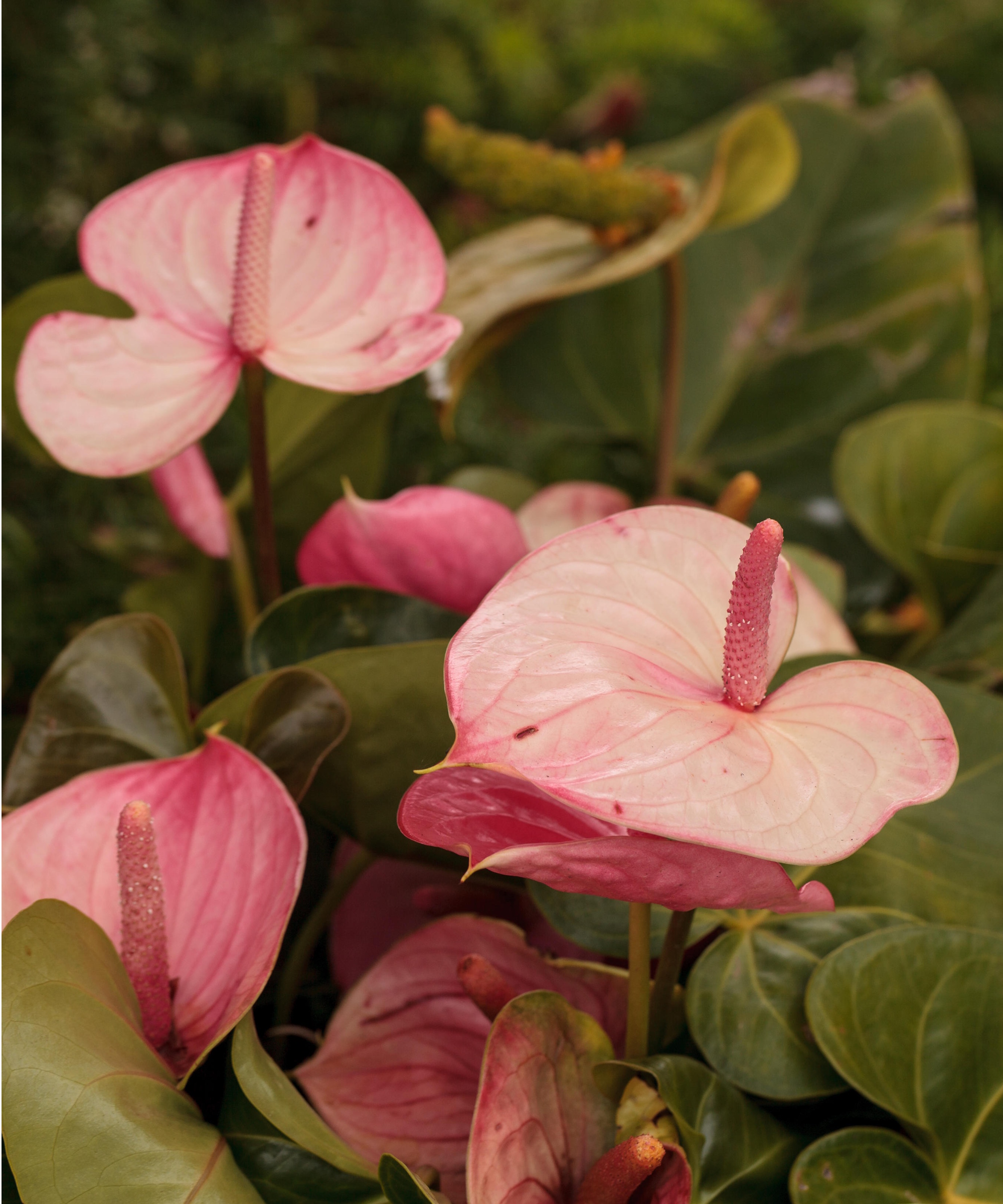 Anthurium rose