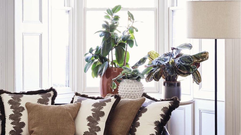 Houseplant I regret buying