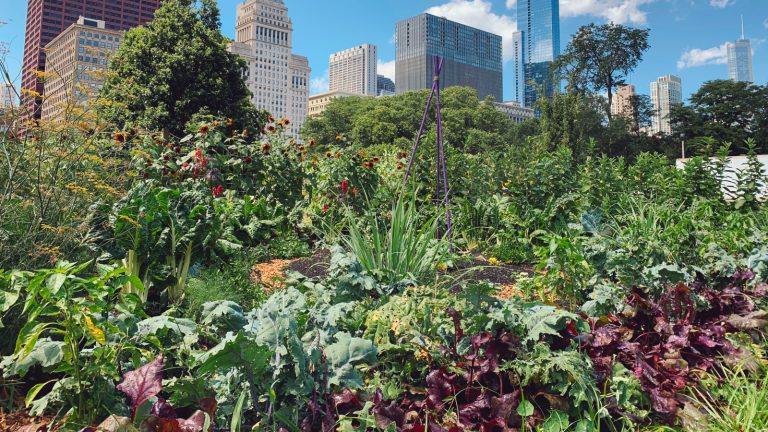 Ces 7 plantes amélioreront considérablement la santé de votre sol – et août est le moment idéal pour les semer sous forme de fumier vert Urban vegetable garden with city background
