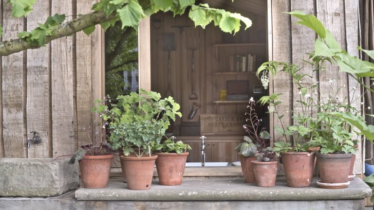 5 plantes à faible entretien et à l’ombre pour des pots que les concepteurs de jardin recommandent toujours d’éclairer les coins sombres Plants growing in terracotta pots on a shady ledge outside a building at the Chelsea Flower Show 2024