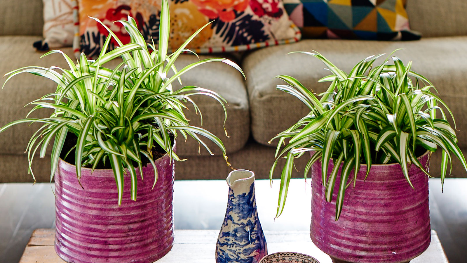 plantes araignées dans un salon