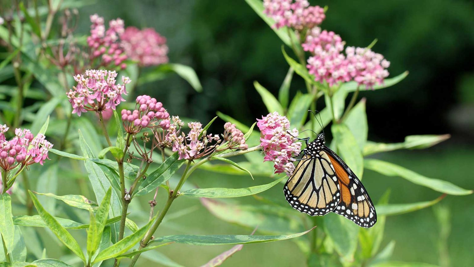 Des graminées ornementales aux vivaces à fleurs, ces 7 plantes sont idéales pour transformer un étang en un paradis écologique butterfly on swamp milkweed