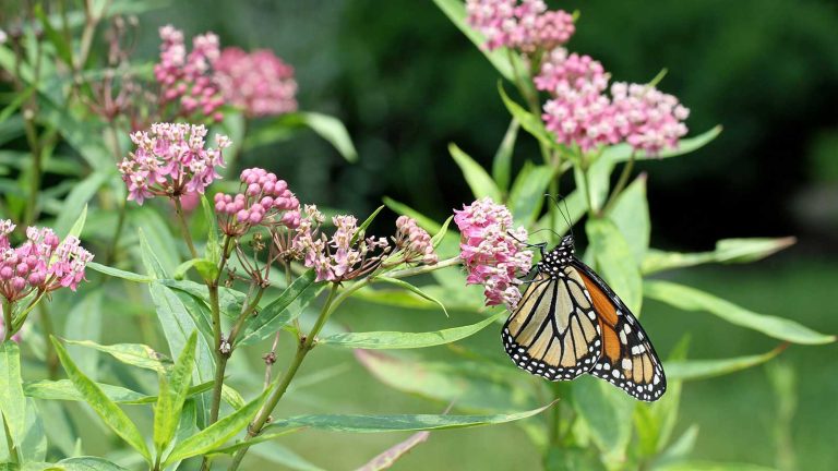 Des graminées ornementales aux vivaces à fleurs, ces 7 plantes sont idéales pour transformer un étang en un paradis écologique butterfly on swamp milkweed