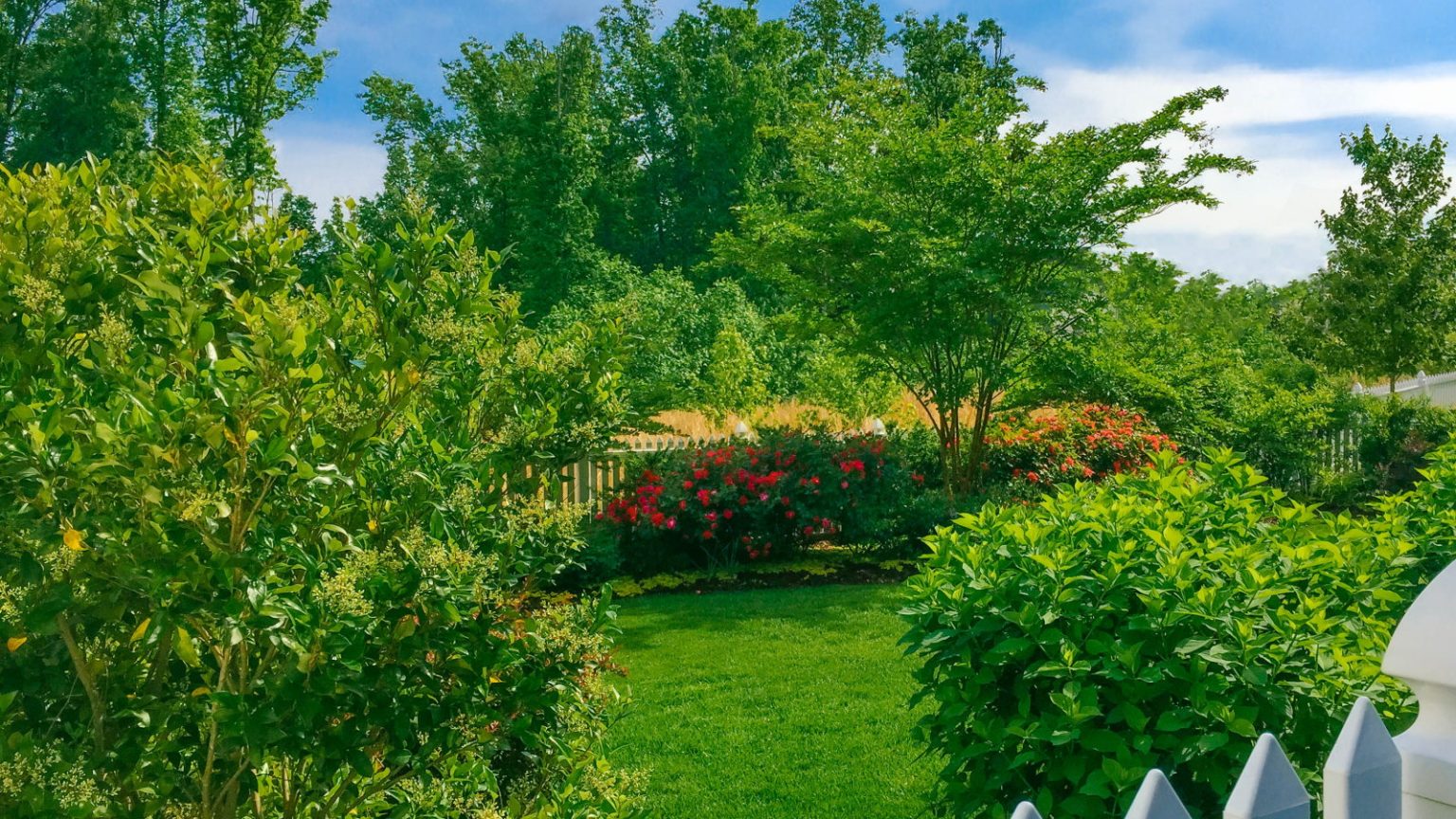 Dépêchez-vous! Septembre peut être votre dernière chance de planter ces arbres à croissance rapide – 7 spécimens indigènes pour des écrans spectaculaires et complets au printemps prochain Lush trees and green foliage in an ornamental backyard surrounded by a white fence