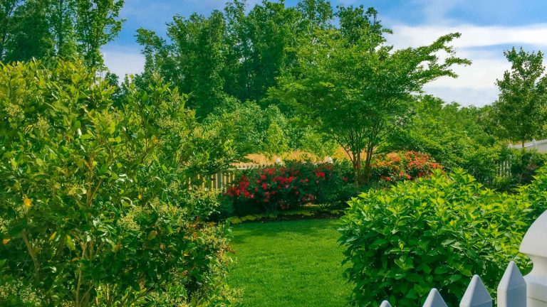Dépêchez-vous! Septembre peut être votre dernière chance de planter ces arbres à croissance rapide – 7 spécimens indigènes pour des écrans spectaculaires et complets au printemps prochain Lush trees and green foliage in an ornamental backyard surrounded by a white fence