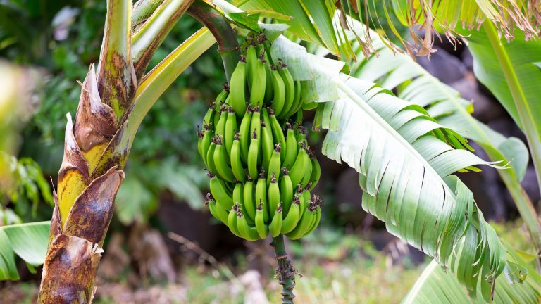 Comment amener un arbre à bananes aux fruits – 3 méthodes approuvées par des experts Banana tree fruiting