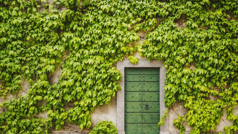 Ces plantes endommagent les bâtiments et pourraient vous laisser des factures de réparation coûteuses – 5 arbres et grimpeurs pour vous éloigner de votre maison Green ivy climbing over a wall with a green gate
