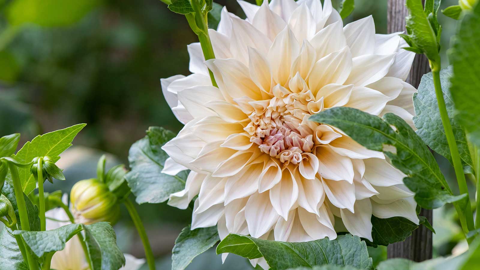 & # 039; Cafe aU lait & # 039; dahlia