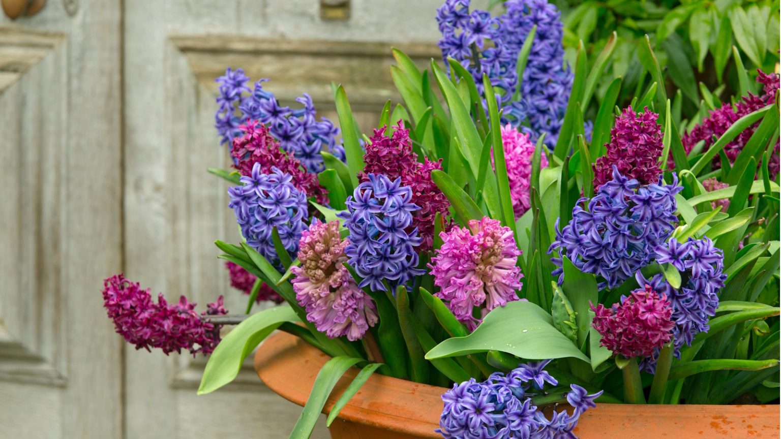 Les ampoules de printemps les plus faciles à pousser en pots – pour une explosion de couleur à faible entretien dans vos conteneurs Hyacinths in pots