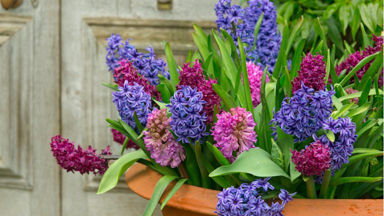 Les ampoules de printemps les plus faciles à pousser en pots – pour une explosion de couleur à faible entretien dans vos conteneurs Hyacinths in pots