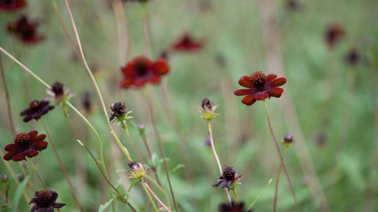 8 meilleures fleurs de couleur chocolat pour les frontières célestes et décadents qui pont parfaitement les saisons Chocolate brown flowers