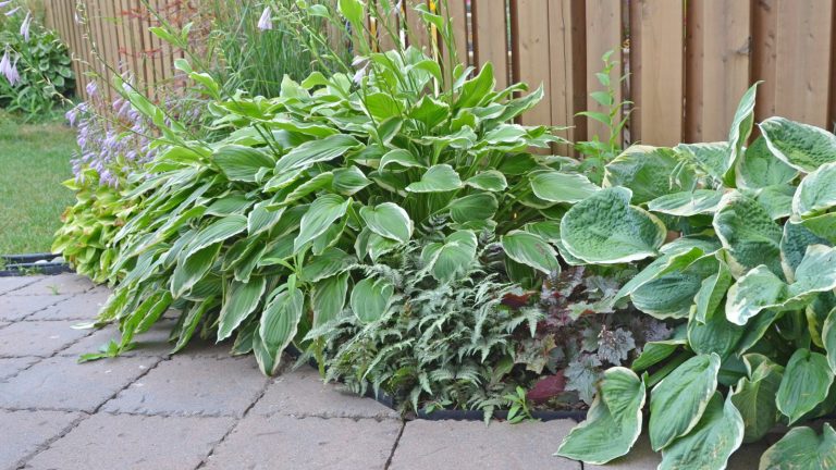 Nourrir des hostas vous donnera des plantes fortes et étonnantes, mais la façon dont vous le faites diffère de la saison à la saison – nous révélons le régime parfait Hostas growing along a garden fence