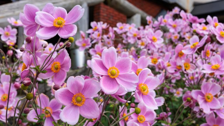 Comment cultiver une anémone japonaise pour des écrans floraux frappants mais à faible entretien lorsque d’autres plantes commencent à décliner A mass of pink Japanese anemones is flowering outside a home