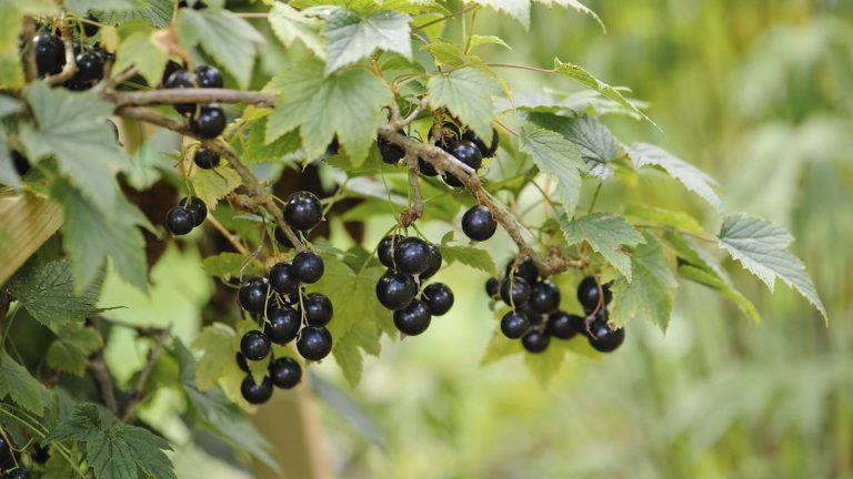 Comment cultiver des groseilles – ces fruits sains et faciles à cultiver prospèrent dans les climats plus frais et sont parfaits pour les confitures, les gelées et la pâtisserie Dark ripe blackcurrants hanging off a bush