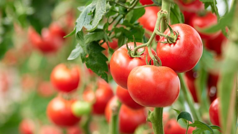 Je cultive des tomates pour la première fois et cette méthode adaptée aux débutants et à l’économie d’espace maintient mes plantes debout et poussant vigoureusement Tomato string method