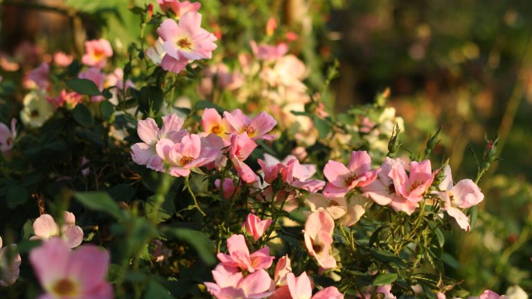 Rosa Knock Out 'Rainbow'