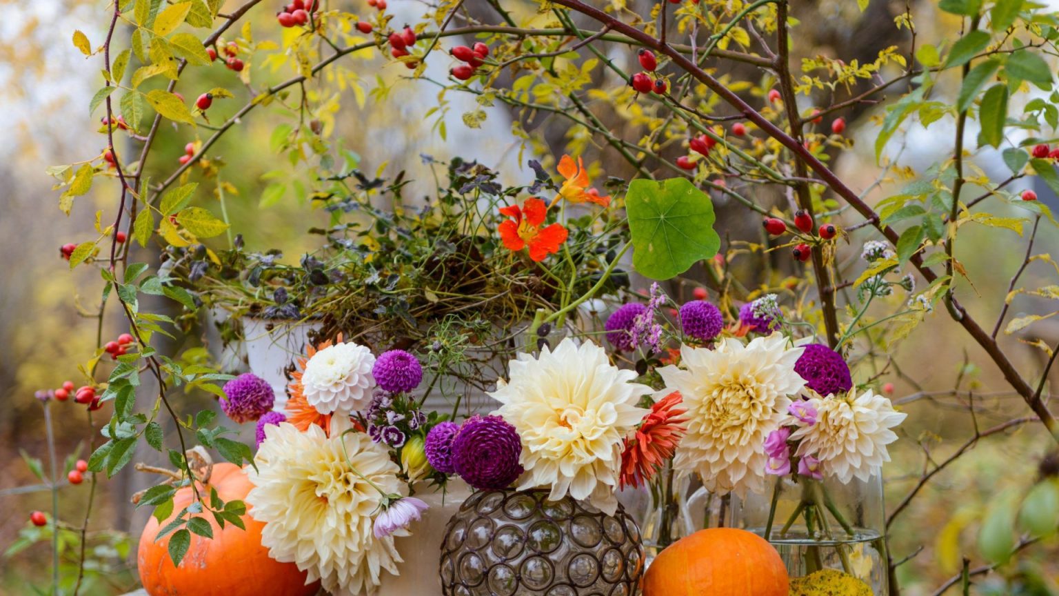 Meilleures roses pour les roses – 6 variétés pour garantir des cultures de tampons de hanches de l’automne et tout au long de l’hiver Rosehips and dhalias
