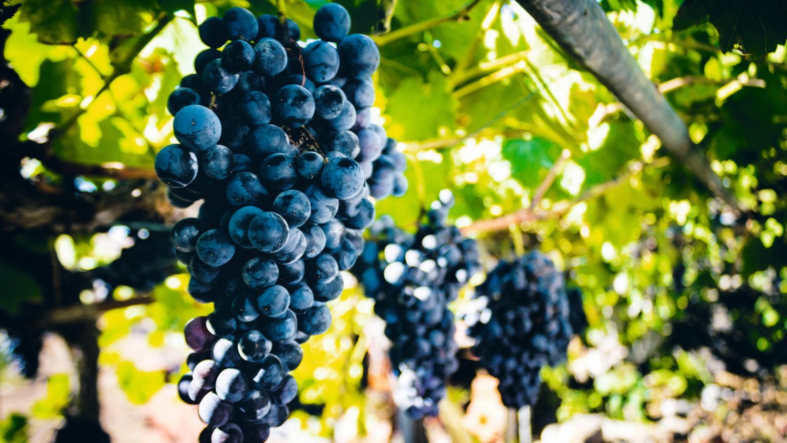 Vous pouvez propager des vignes de raisin à partir de boutures de 2 manières – voici un simple guide étape par étape pour obtenir de nouvelles plantes gratuitement Bunches of black grapes growing on vines in the sunshine
