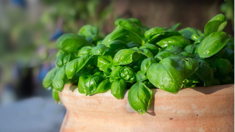 Si vous avez du mal à garder votre usine de basilic en vie, essayez ces 3 méthodes approuvées pour prolonger sa vie – elle doublera en taille en quelques semaines How to get basil to grow bigger and last longer