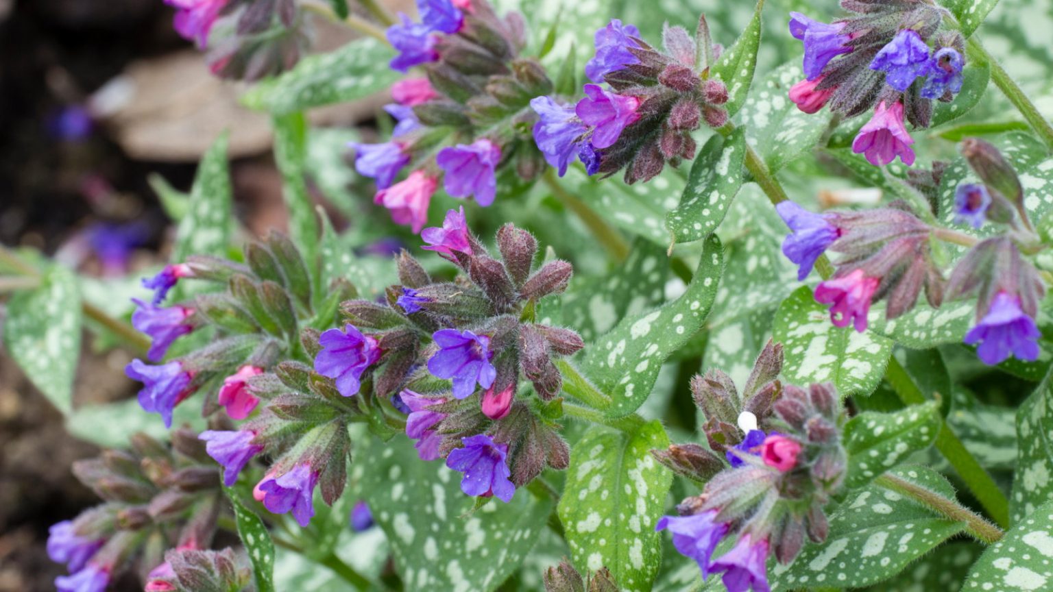 Pink and purple flowers and decorative foliage of lungwort