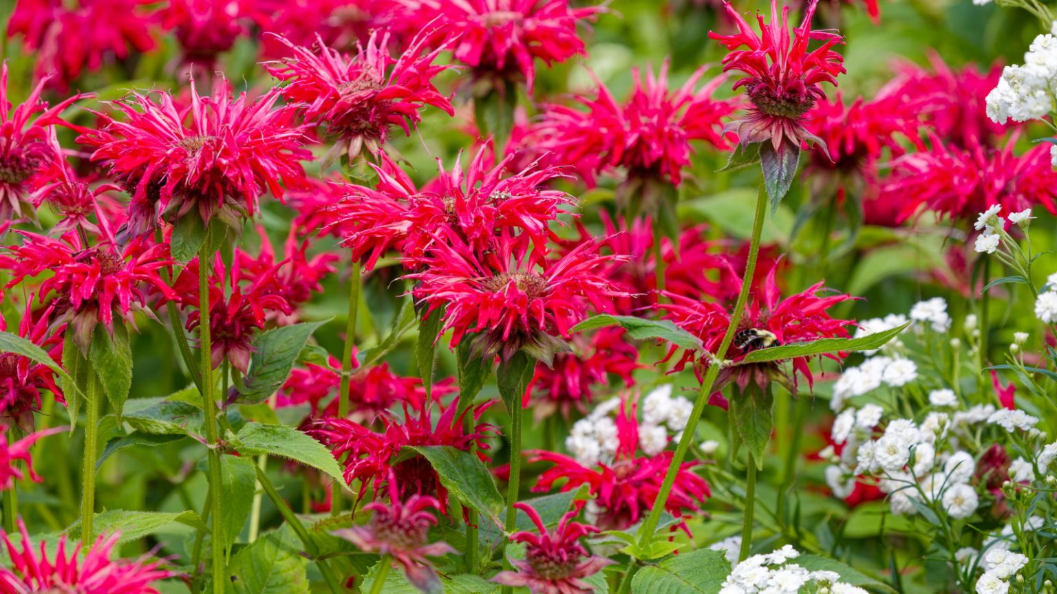 Vous pouvez couper le baume d’abeilles à l’automne ou au printemps – voici comment décider lequel vous convient le mieux, ainsi que des conseils d’experts sur la façon de tailler Bee balm plants with scarlet blooms in a mixed flower border