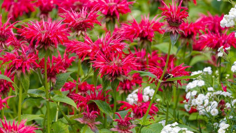 Bee balm plants with scarlet blooms in a mixed flower border