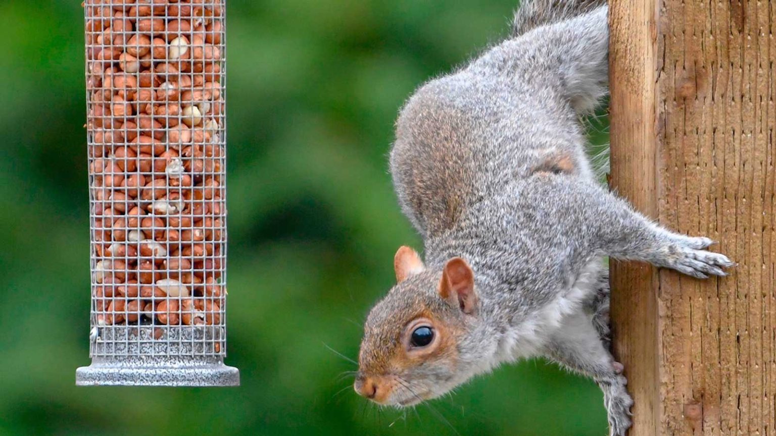 Les jardiniers jurent en utilisant des chicanes pour garder les écureuils hors des mangeoires d’oiseaux, et ce n’est pas aussi étrange que cela puisse paraître squirrel eating from bird feeder
