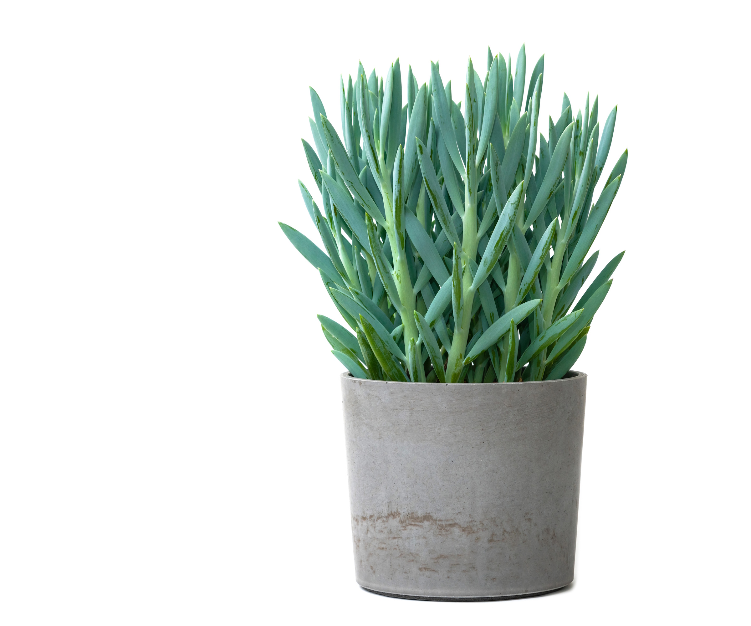 Curio Ficoides ou Mount Everest Plant en pot en béton isolé sur fond blanc