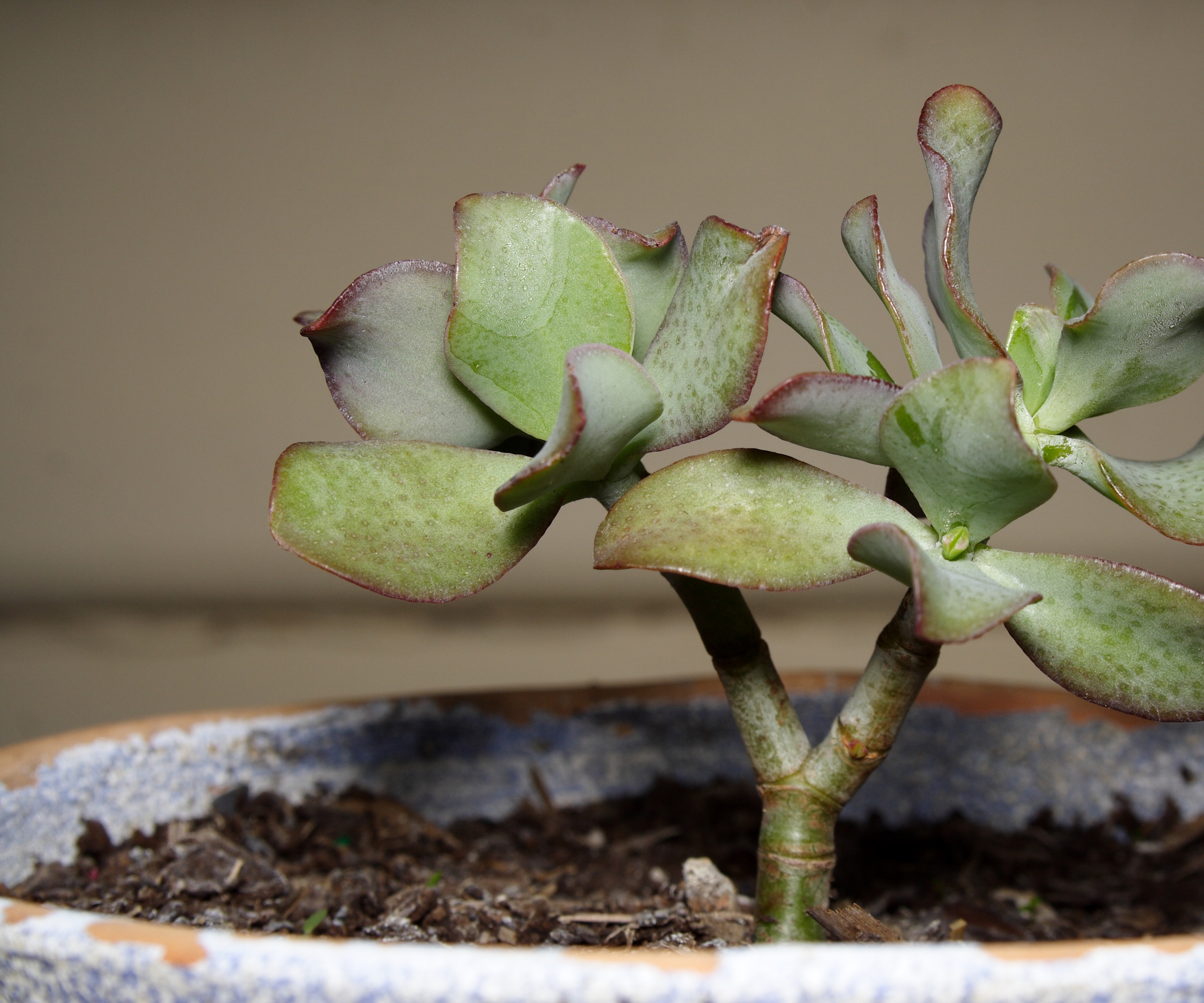 Plante de jade bouclé en pot plante succulente cultivée à partir d'une coupe