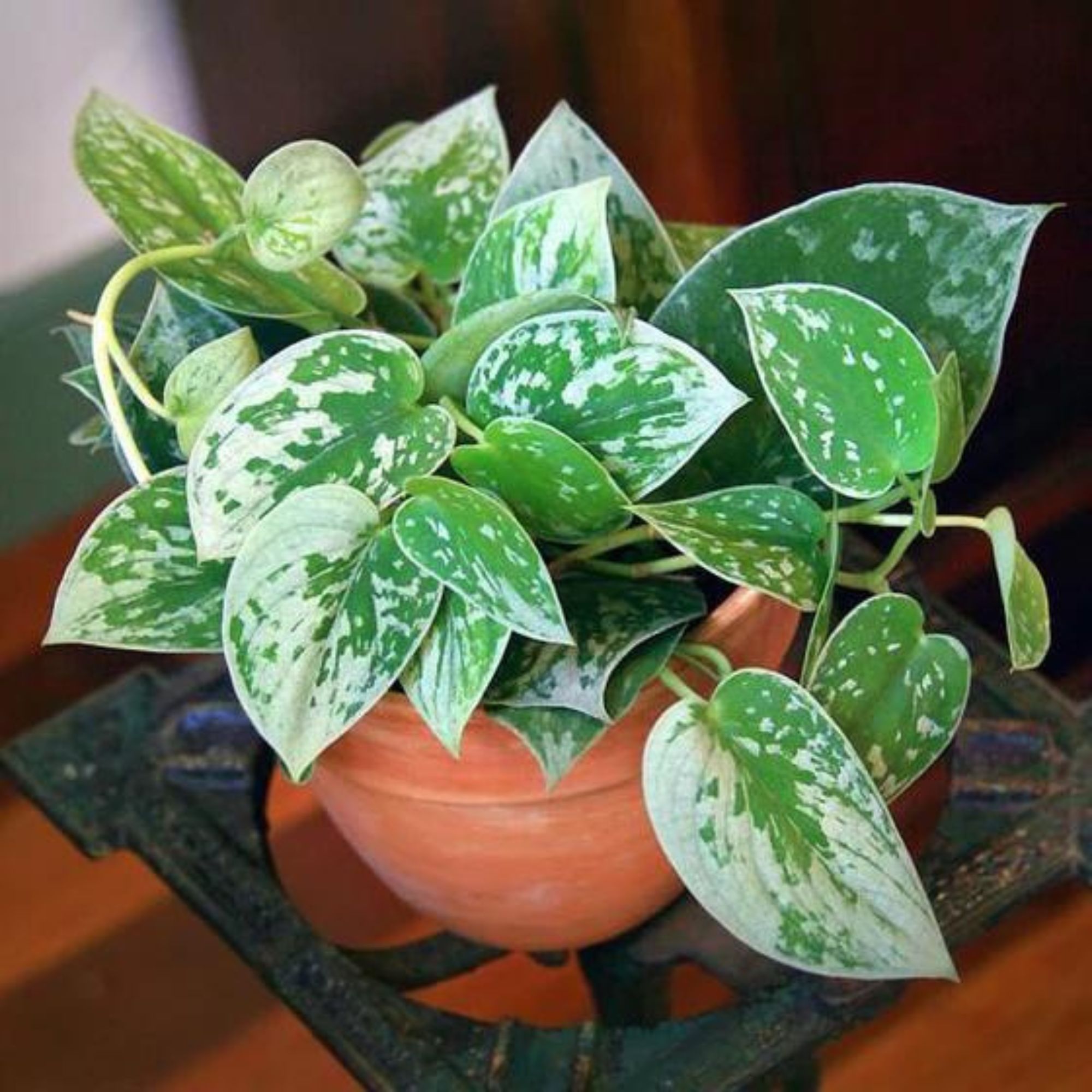Plante de Pothos suspendue en pot en terre cuite