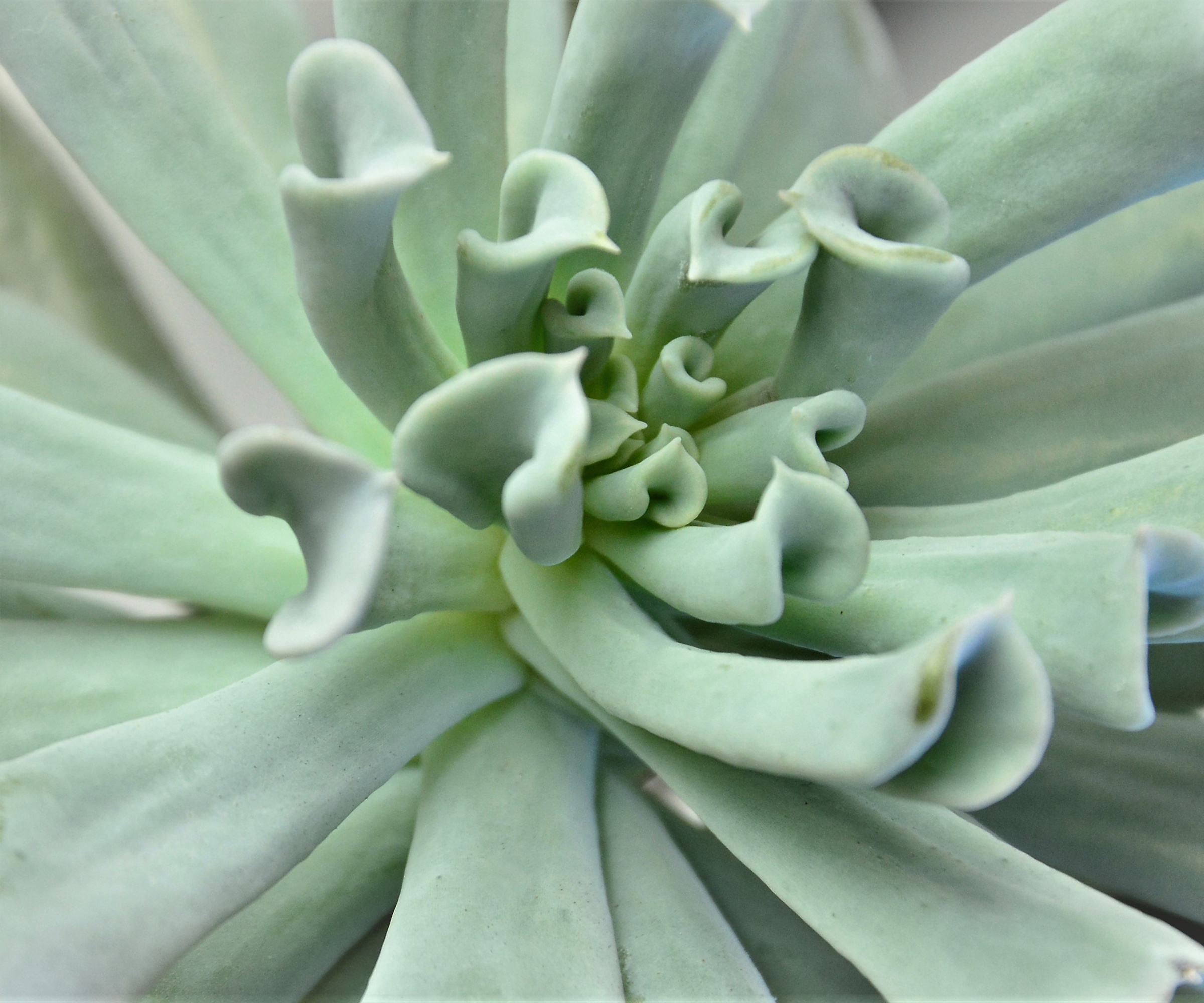 Echeveria Runyonii & # 039; Topsy Turvy & # 039; fermer