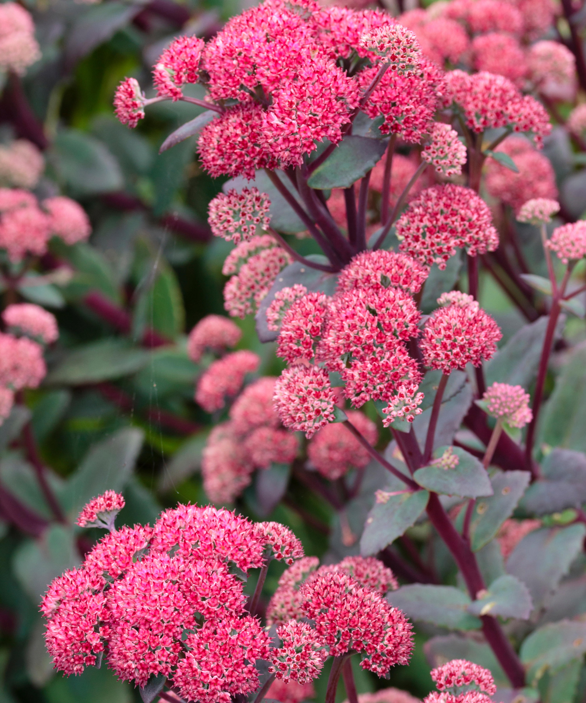 Sedum Red Cauli en fleur et grandissant à la fin de l'été