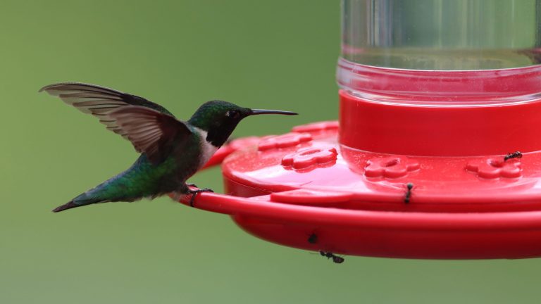 3 Signes clairs Il est temps de supprimer votre mangeur de colibri – avant que l’hiver ne s’installe hummingbird on feeder with ants
