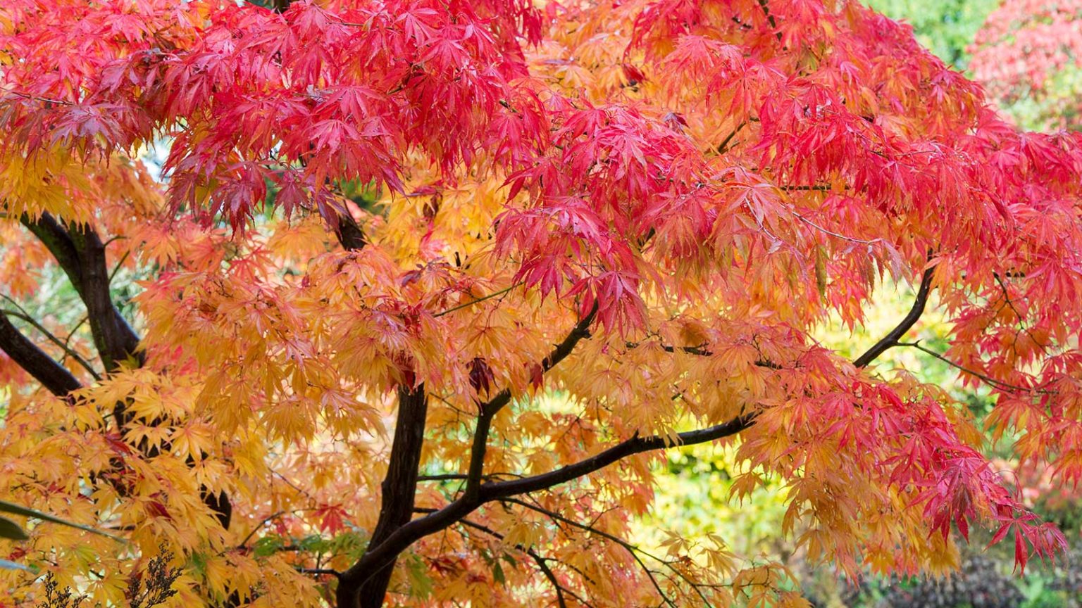 Pourquoi mes feuilles d’érable japonaises deviennent-elles brunes? Un jardinier professionnel révèle 5 causes courantes (plus comment sauver votre arbre) Acer palmatum ‘Elegans'