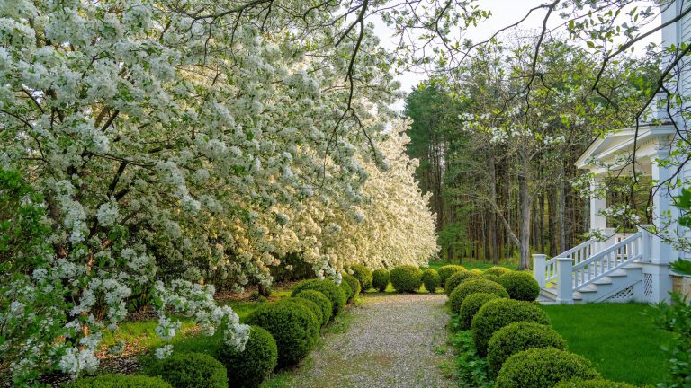 Spring blossom with green topiary in a large New England garden