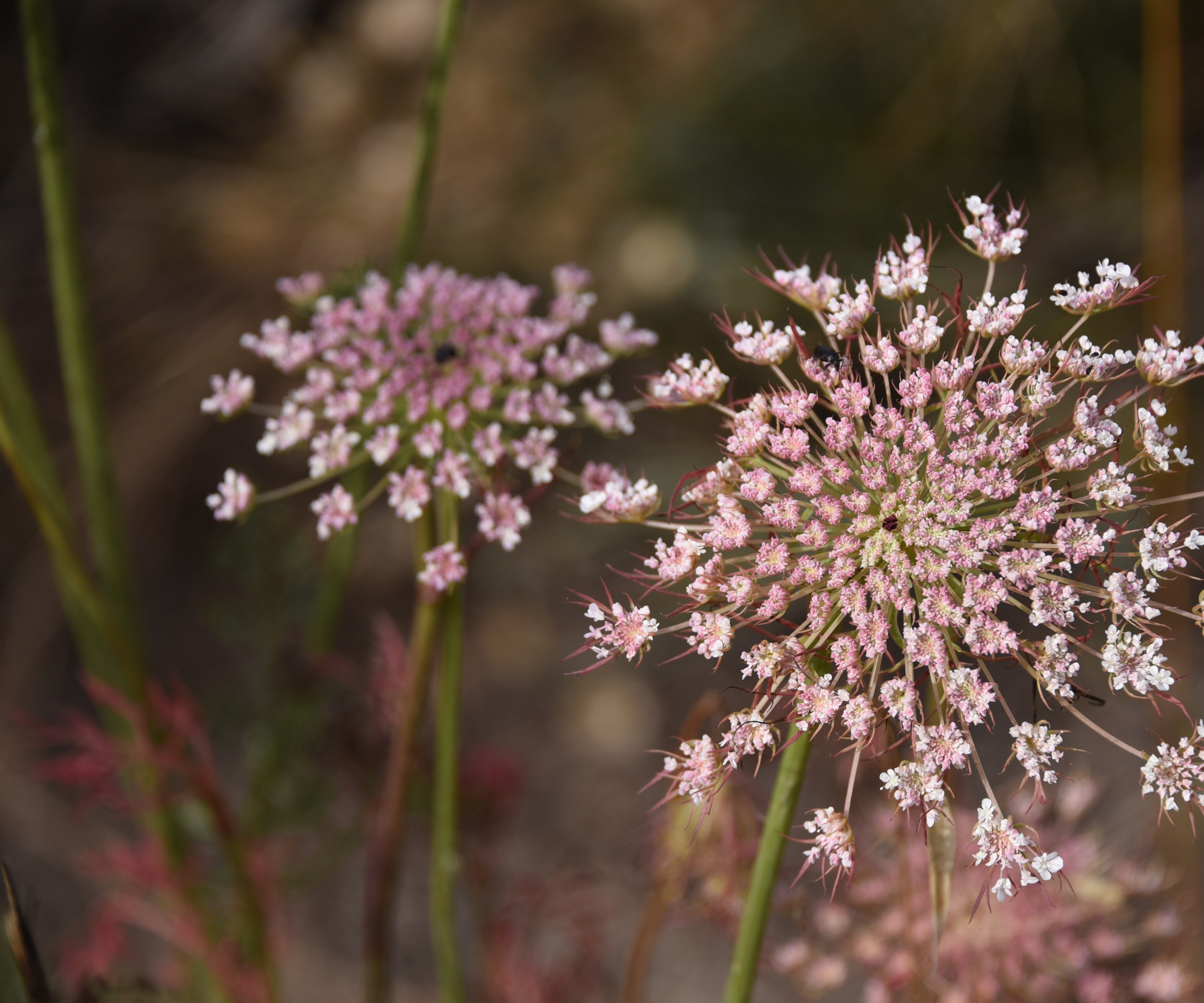 Deux Daucus Carota & # 039; Dara & # 039; Fleurs dans les tons de rose foncé