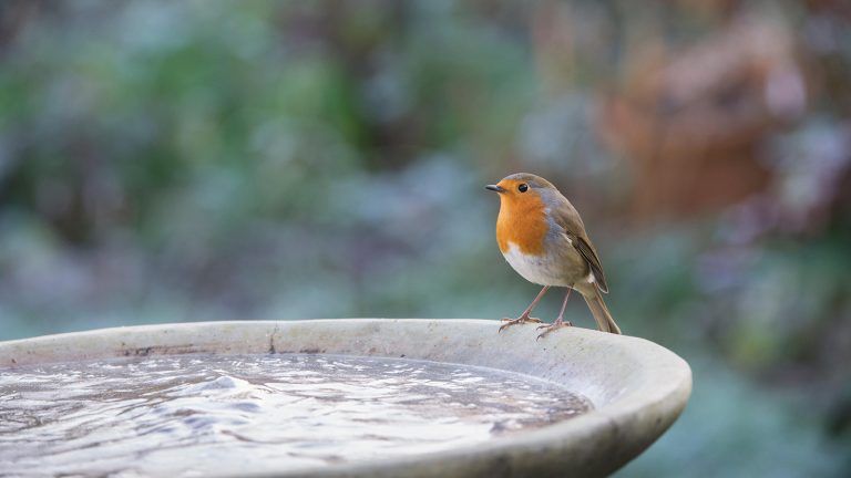 Robin on a frozen bird bath on a cold frosty morning in an English garden