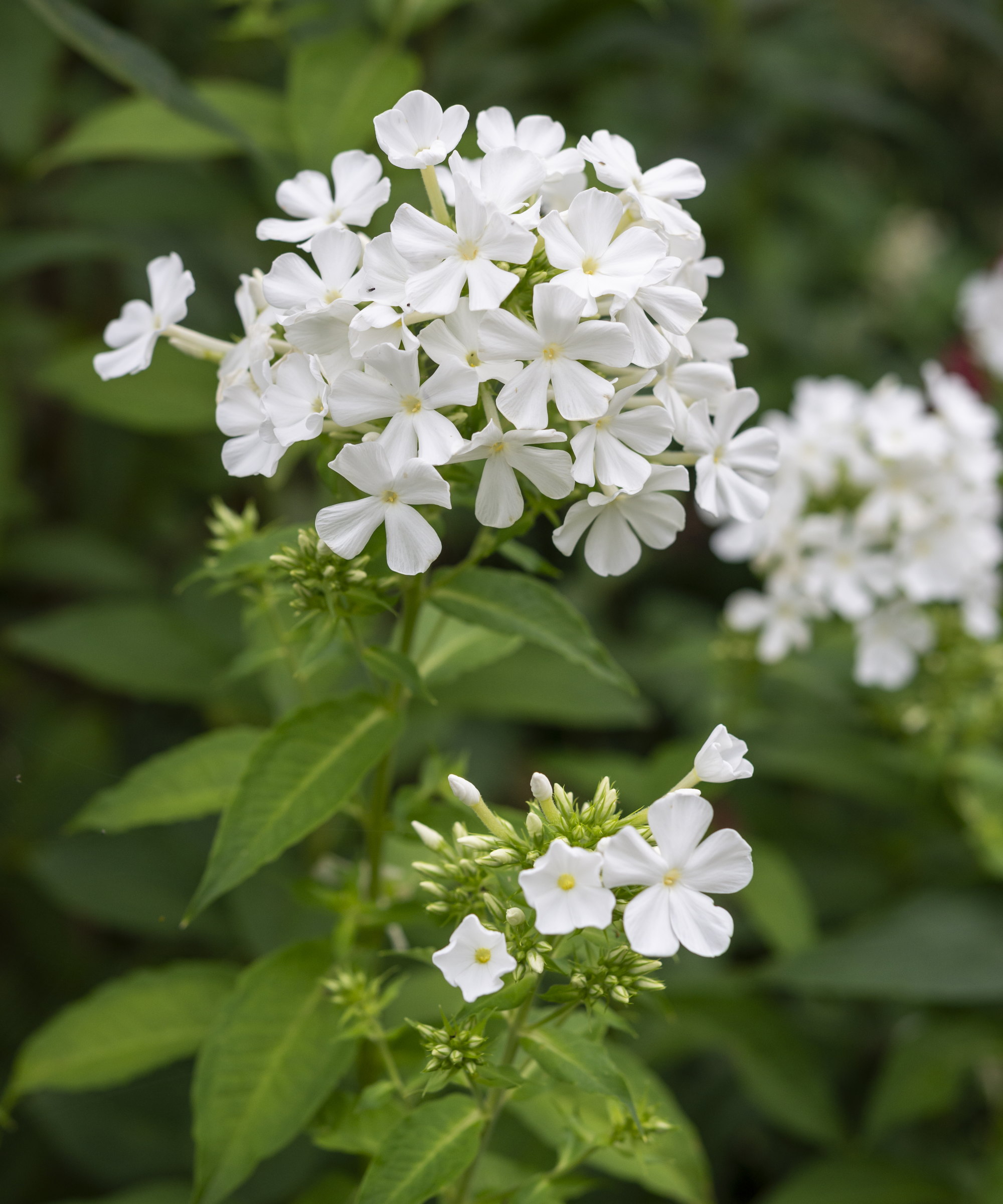 Un phlox paniculata vivace avec des fleurs blanches sur des tiges vertes