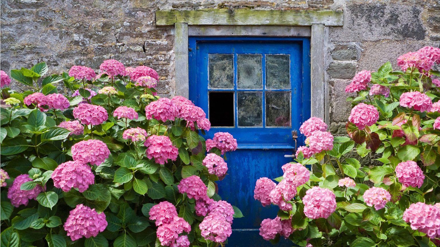 Que sont les hortensias fleuristes? Et pourquoi un expert vous exhorte à ne pas planter ces fleurs de présentation dans votre cour Florist hydrangeas