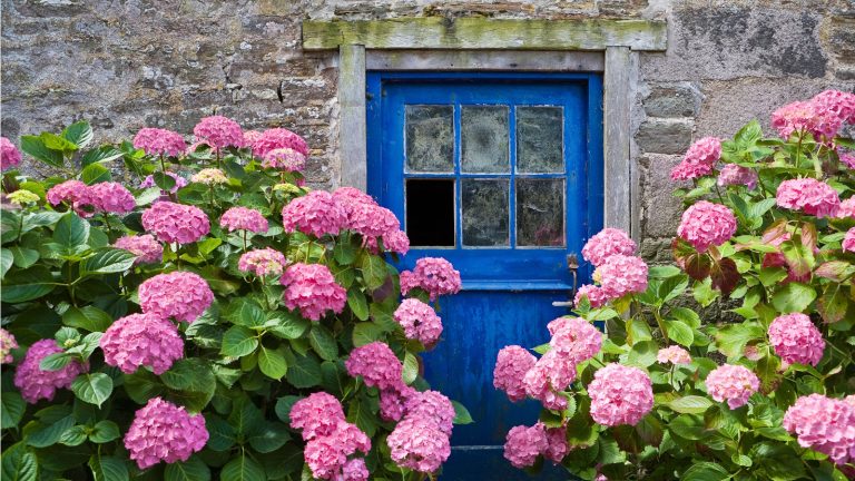 Que sont les hortensias fleuristes? Et pourquoi un expert vous exhorte à ne pas planter ces fleurs de présentation dans votre cour Florist hydrangeas