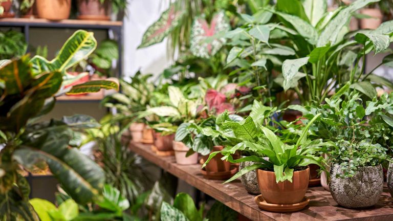 Comment se débarrasser des champignons jaunes néon dans vos plantes d’intérieur – et empêchez-les de revenir houseplants in store