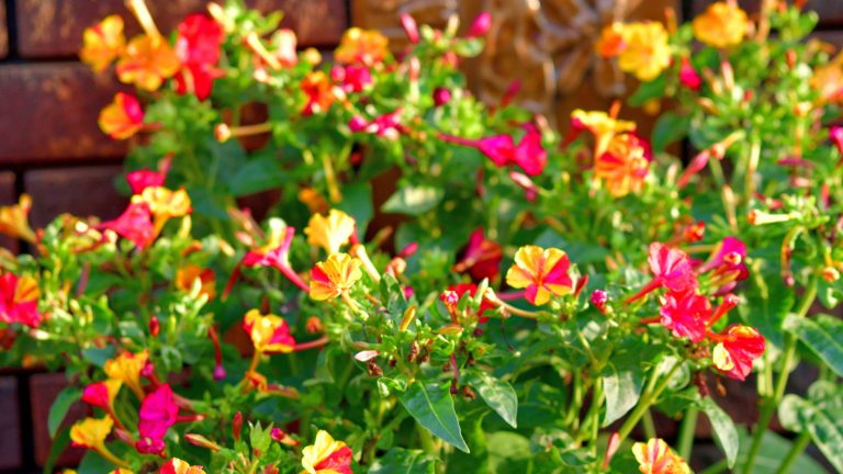 Devenez votre terrasse ou votre porche cet automne avec des fleurs brillantes et un parfum de soirée exquis – voici comment se développer quatre heures dans des conteneurs Red, yellow, pink and mixed four o'clock blooms against a backdrop of green leaves and bricks