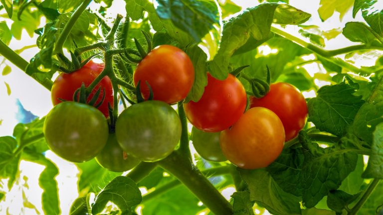 L’astuce de sécurité de Monty Don mûra rapidement les tomates vertes récoltées – c’est parfait pour le dernier de la récolte d’automne Ripe and unripe tomatoes on the plant