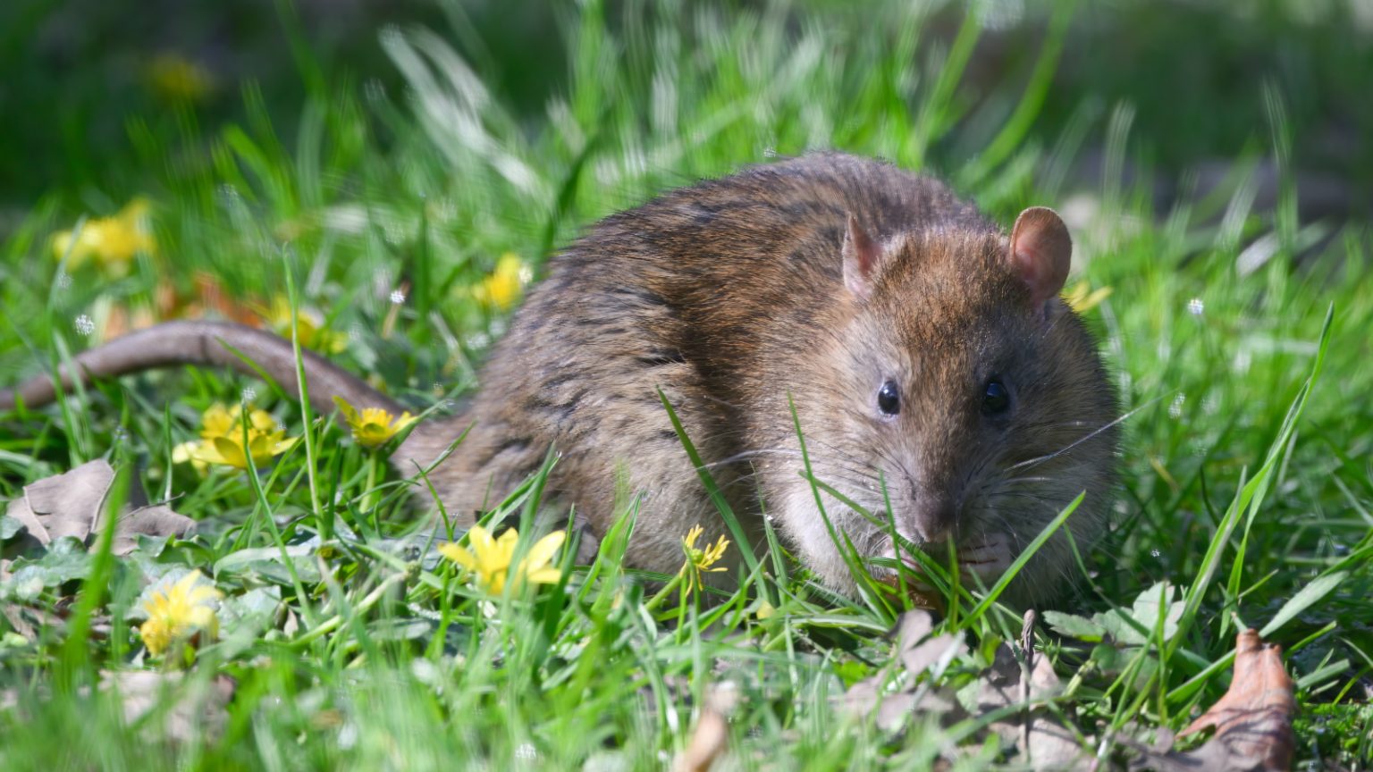 7 façons expertes de garder les rats hors de votre cour et de profiter d’un jardin sans rongeur cet automne – mais dépêchez-vous, vous devrez agir rapidement How to keep rats away from your yard